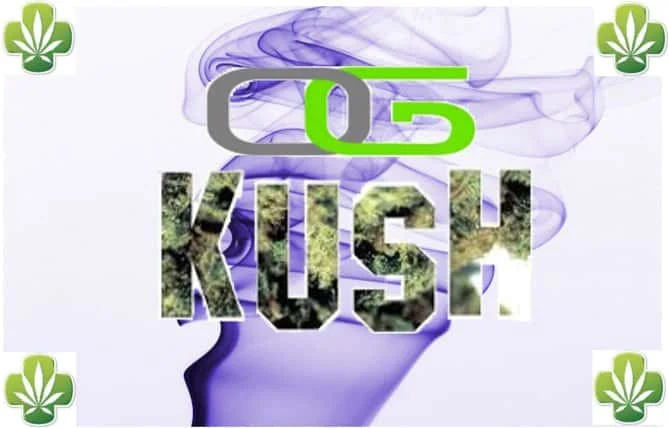 ogkush1.jpg.90e057969610cbfde3869331f307b1a6.webp