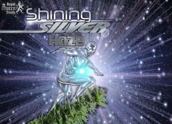 ShinigSliverHaze.jpg.54cce3791c5c46a4cd5cf11d5a853352.webp