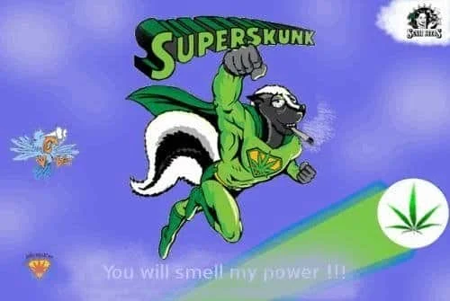 superskunksensiseeds.JPG.09580cef0b327745ea9126cbbe9fcc1a.webp