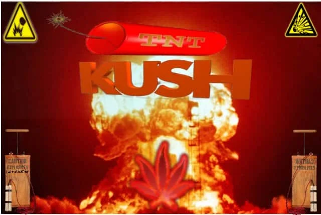 TntKushjpg.jpg.67d78378633db1795b3975e5d5e71a46.webp