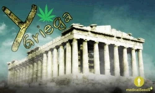 Ygriega-medicalseeds.JPG.bd29833980daff015b7cc8978e30f558.webp