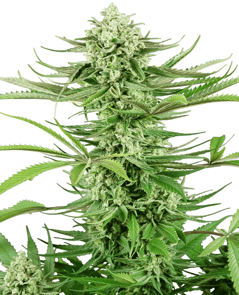 cashew-kush-feminisee-xl.png.8a5098a4cf98fb3f99b02626b996c3a2.webp