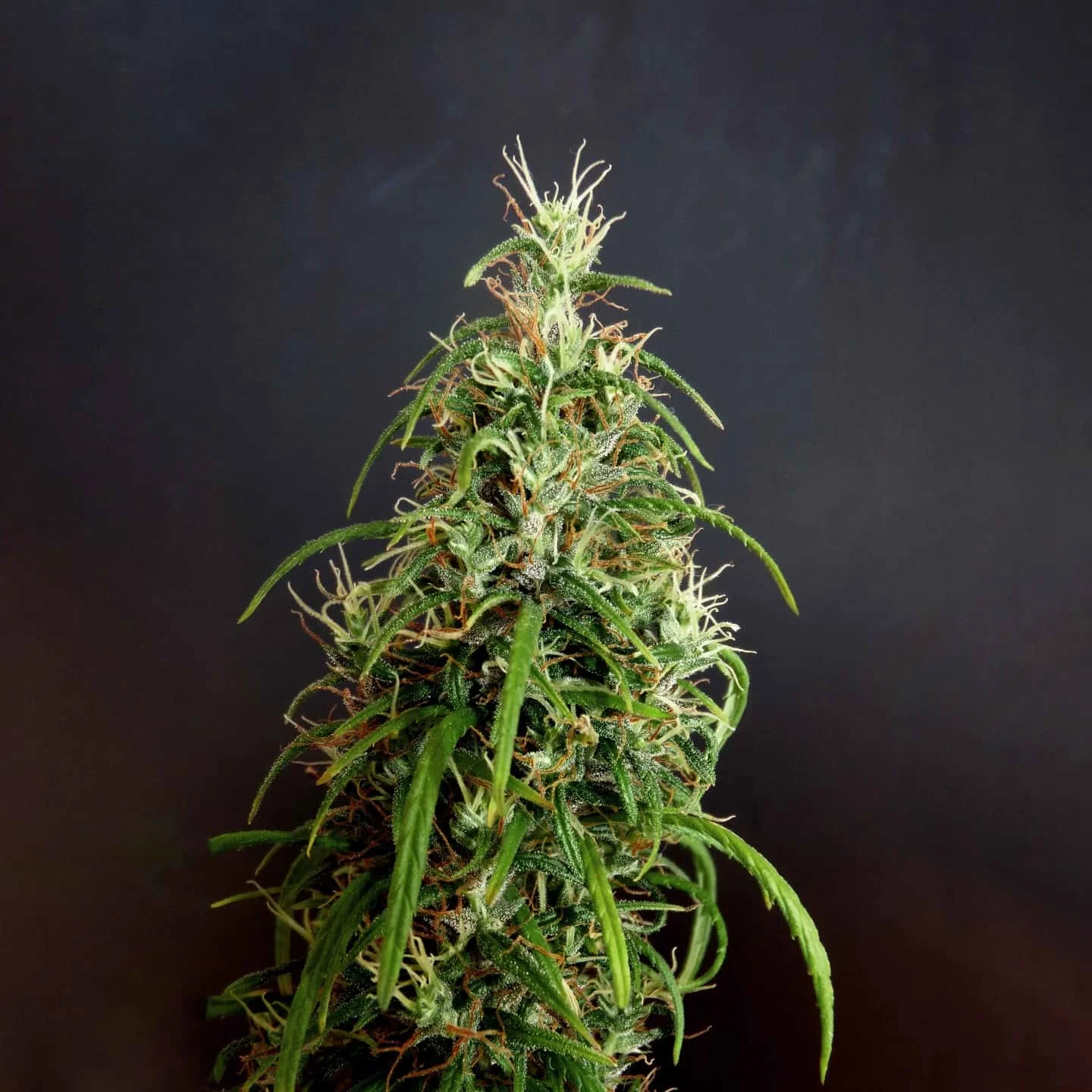 Kullu-Landrace-Seeds.jpg.a71935ddc9c7ca396288f73b9a0bc17b.webp