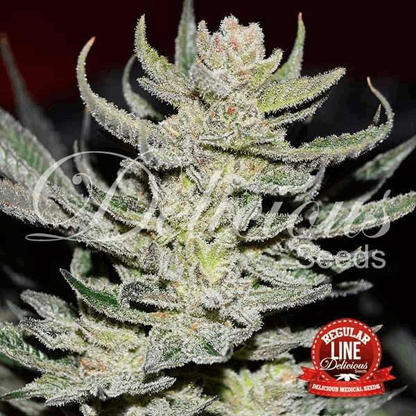 Desconocida Kush Regular