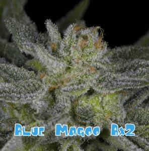 Blue Magoo Bx2