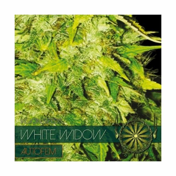 White Widow Autoflowering (V.S.)