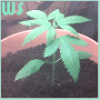 Weed.S