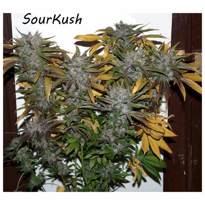 Sour' Kush