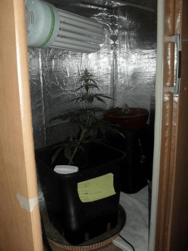 1 iere Culture Indoor (200 W CFL eco)