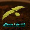 Plante 1 flo + 18