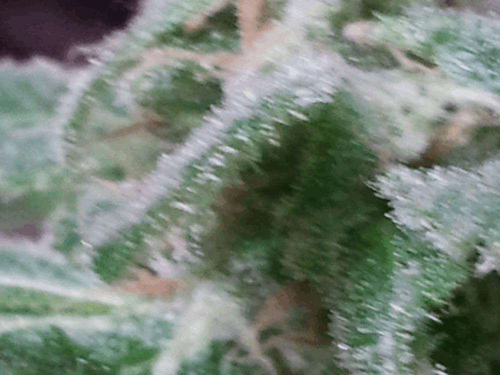 Trichome Skunk