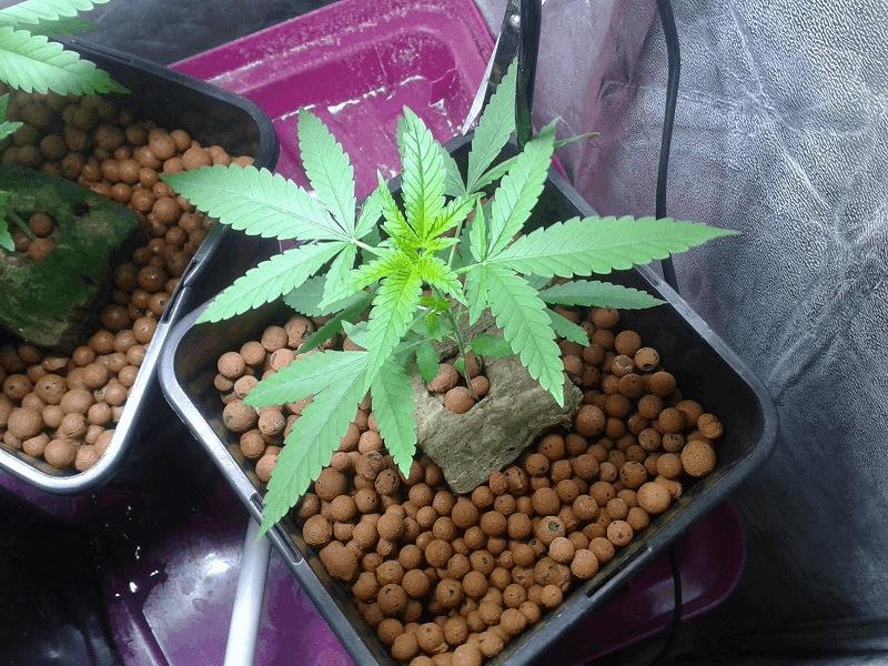 G4 Medical seeds