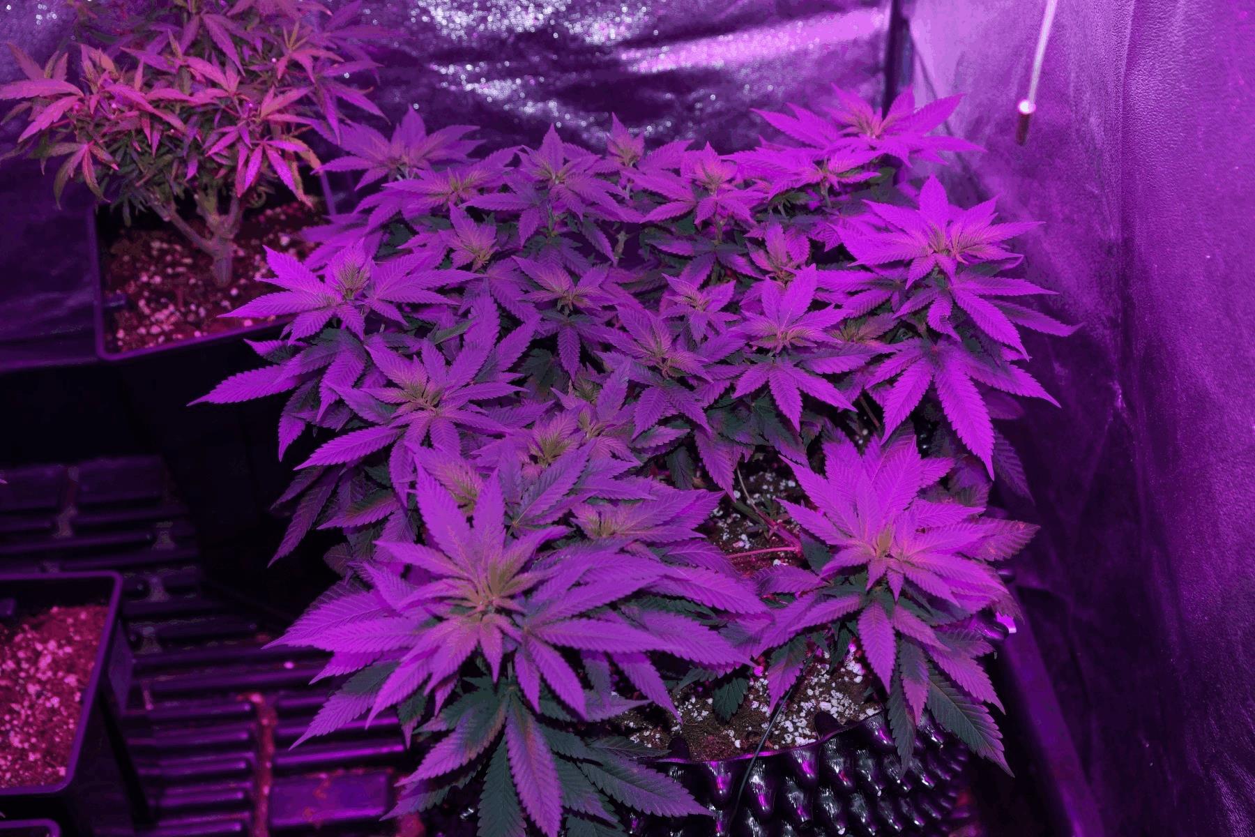 Super Skunk Fem. SSB