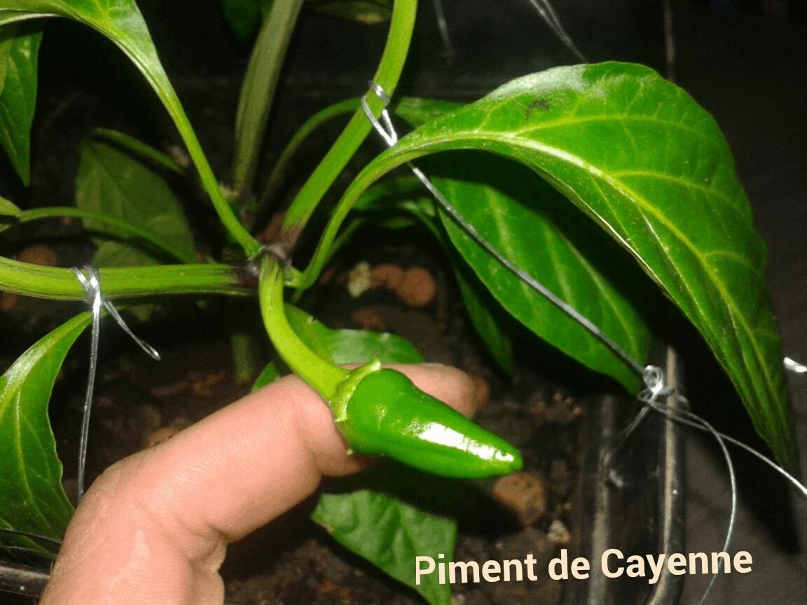 Piment de Cayenne 