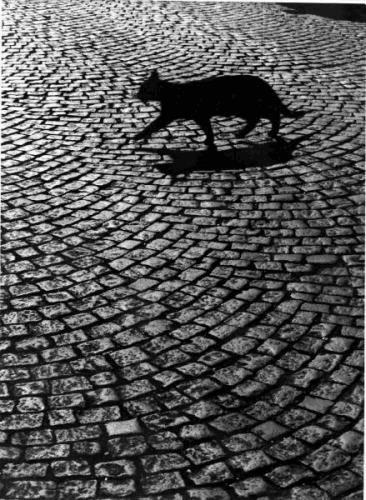 Black Cat Paris.jpg