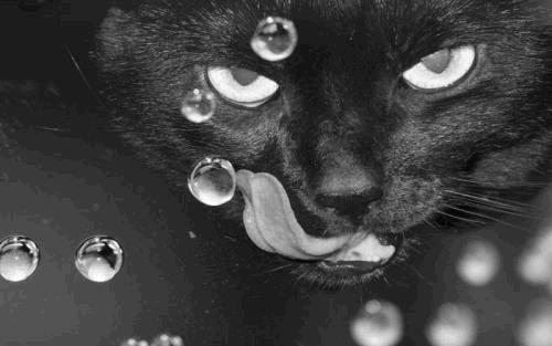 Black Cat Killer Instinct.jpg