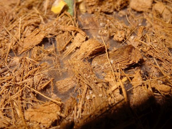 Culture Organique# Couvert Microbien sec Coco + BAE = Mycélium 4.jpg