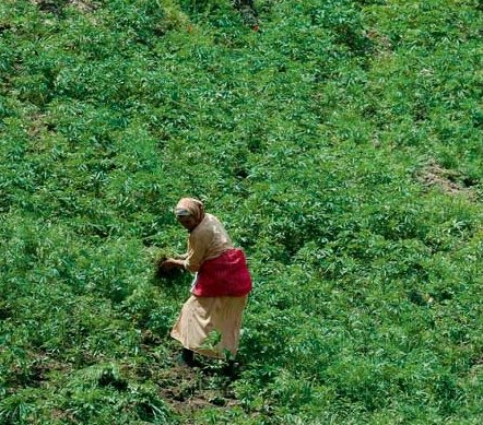 Maroc : Le cannabis, une activité génératrice de revenus pour les femmes du Rif