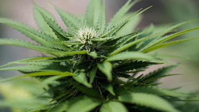 Selon une étude, le cannabis dissuaderait de consommer des drogues dures