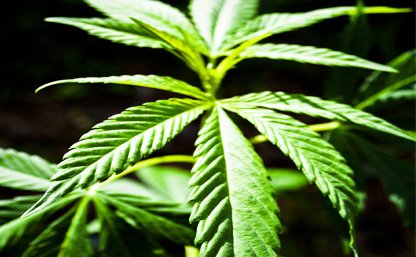 Cannabis : faut-il changer de politique ?