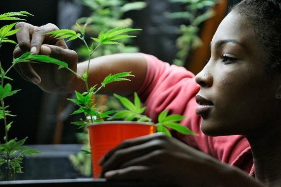 Aux États-Unis, les noirs sont exclus du marché légal du cannabis