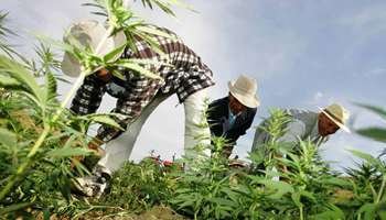 Maroc : le débat sur la légalisation du cannabis est relancé