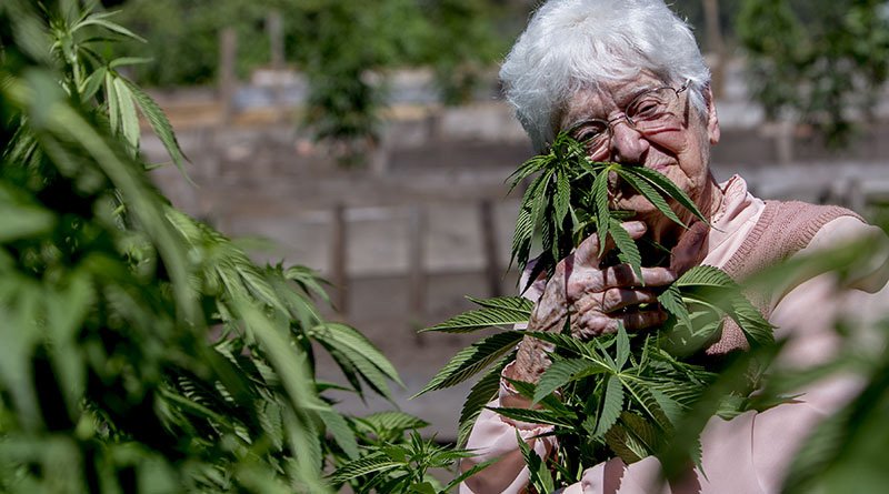 Faire fumer mémé ? Ces très sérieuses raisons pour lesquelles les personnes âgées feraient bien de consommer du cannabis