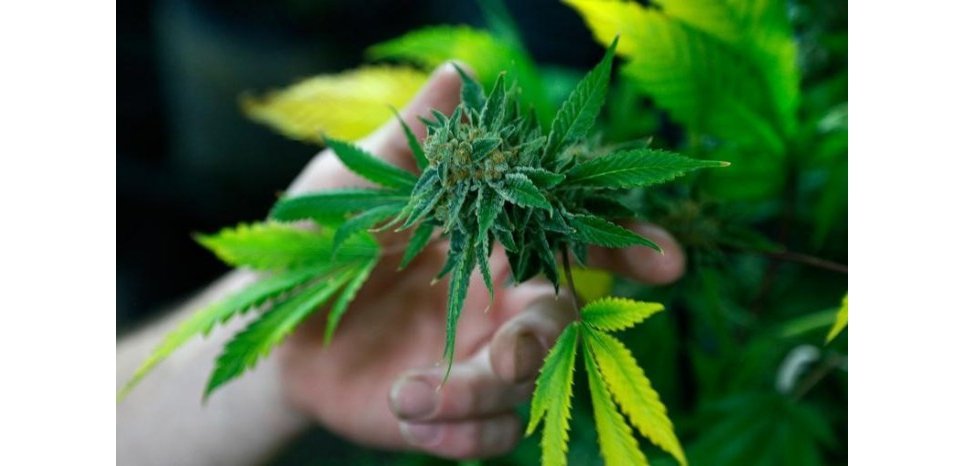 Les ados du Colorado consomment moins de cannabis que la moyenne