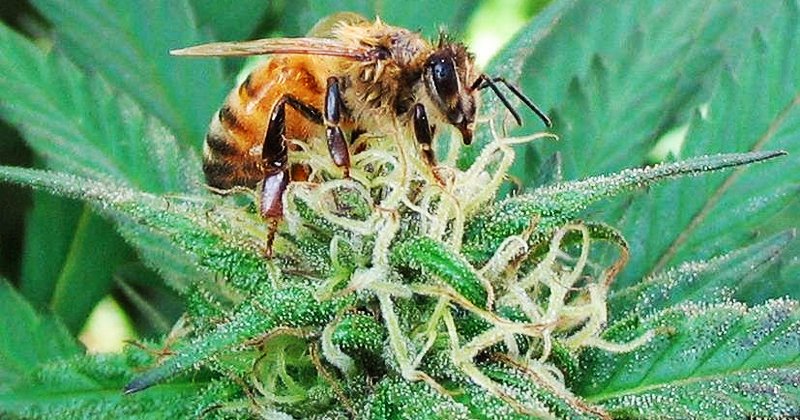 Cannabis et syndrome d’effondrement des colonies d’abeilles