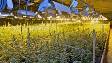 Les députés néerlandais approuvent la régulation de la culture du cannabis