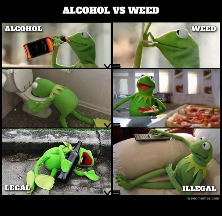 kermit-alcohol-vs-weed-memes.thumb.jpg.dae0ac42edc09079e80e2db99d38a606.jpg
