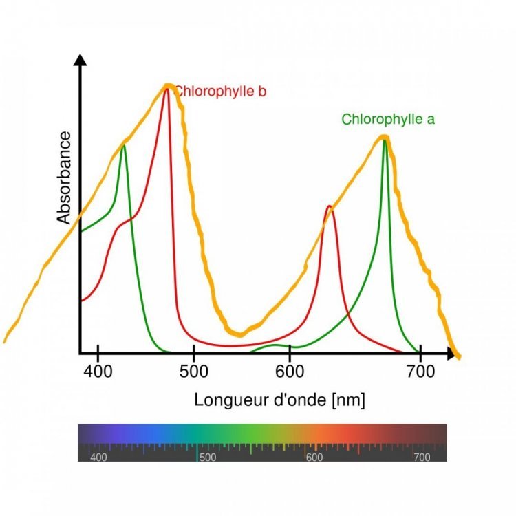 1200px-Chlorophyll_ab_spectra-fr.svg_LI.thumb.jpg.756eeb565038547b75160c21dd6e08b3.jpg