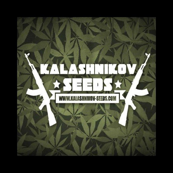 Kalashnikov seeds