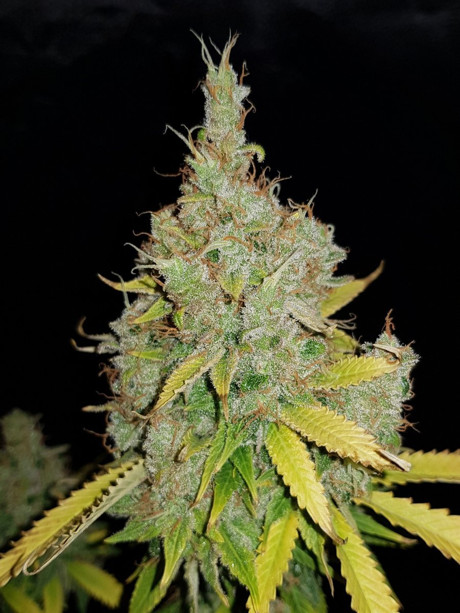 Northern Light Sensi Seeds