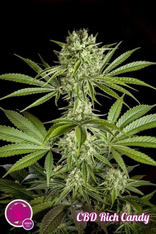 cbd-rich-candy_205_1_.jpg