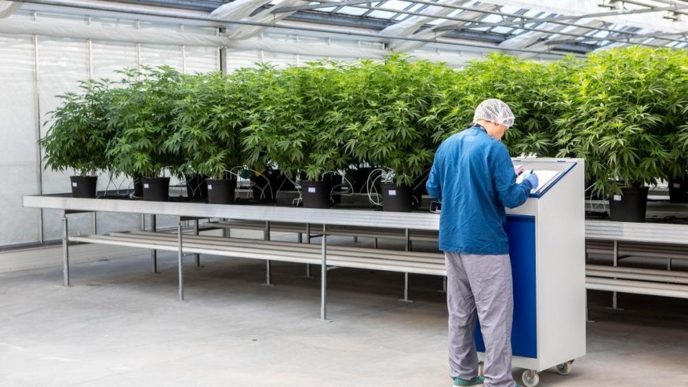 [Belgique] - Légaliser le cannabis: comment ça pourrait rapporter 144 millions d'euros à l’État