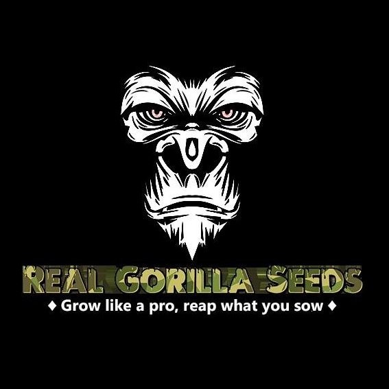 Real Gorilla Seeds