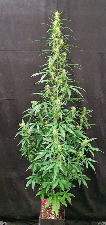 weed-420-2-163.jpg