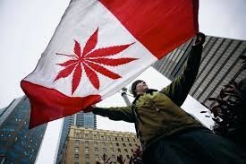 Cannabis : 30 % de moins pour le marché noir selon Ottawa