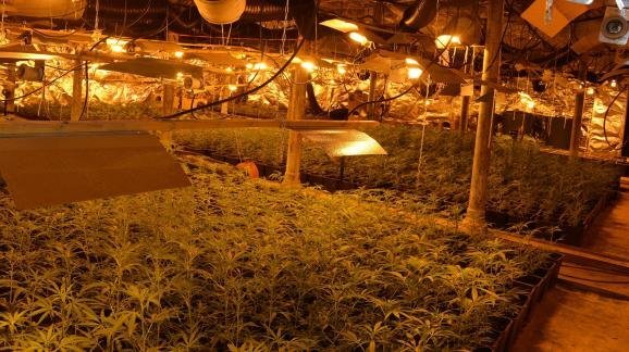 Drogue : les cultivateurs de cannabis profitent de la crise sanitaire