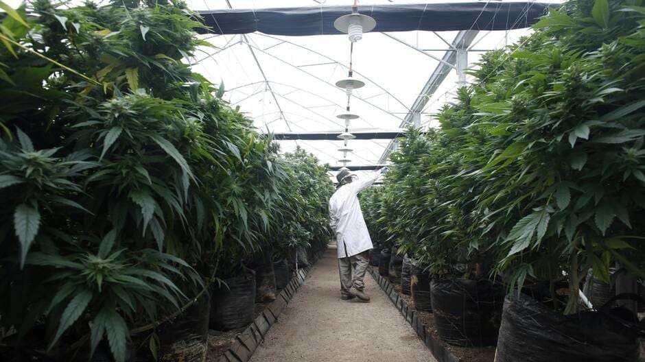 Cannabis. Israël autorise l’exportation et s’imagine en champion mondial