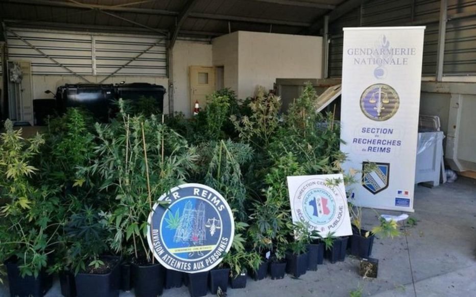 Près de 120 cultivateurs de cannabis stoppés par les gendarmes