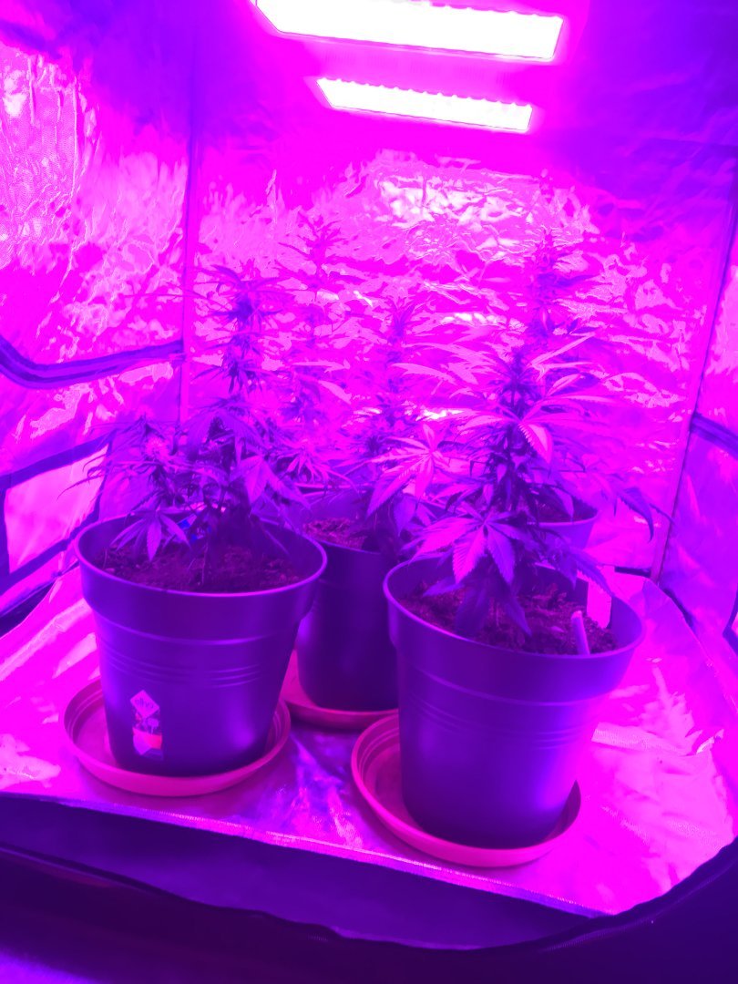 Cultiver du cannabis avec des lampes basses consommation- Alchimia