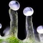 GrowTrichomes