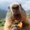 une marmotte carnivore